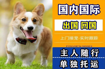 漯河市宠物托运公司漯河市宠物托运公司漯河市宠物托运公司
