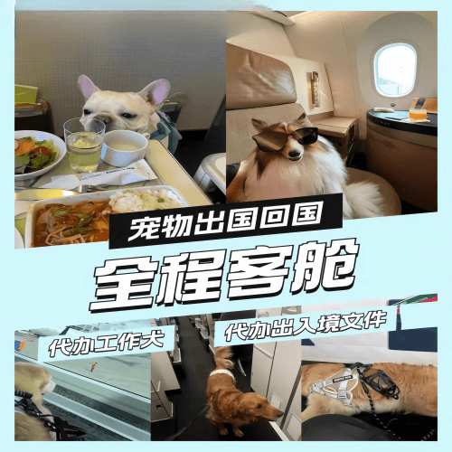漯河市宠物托运到白俄罗斯宠物入境规定和要求